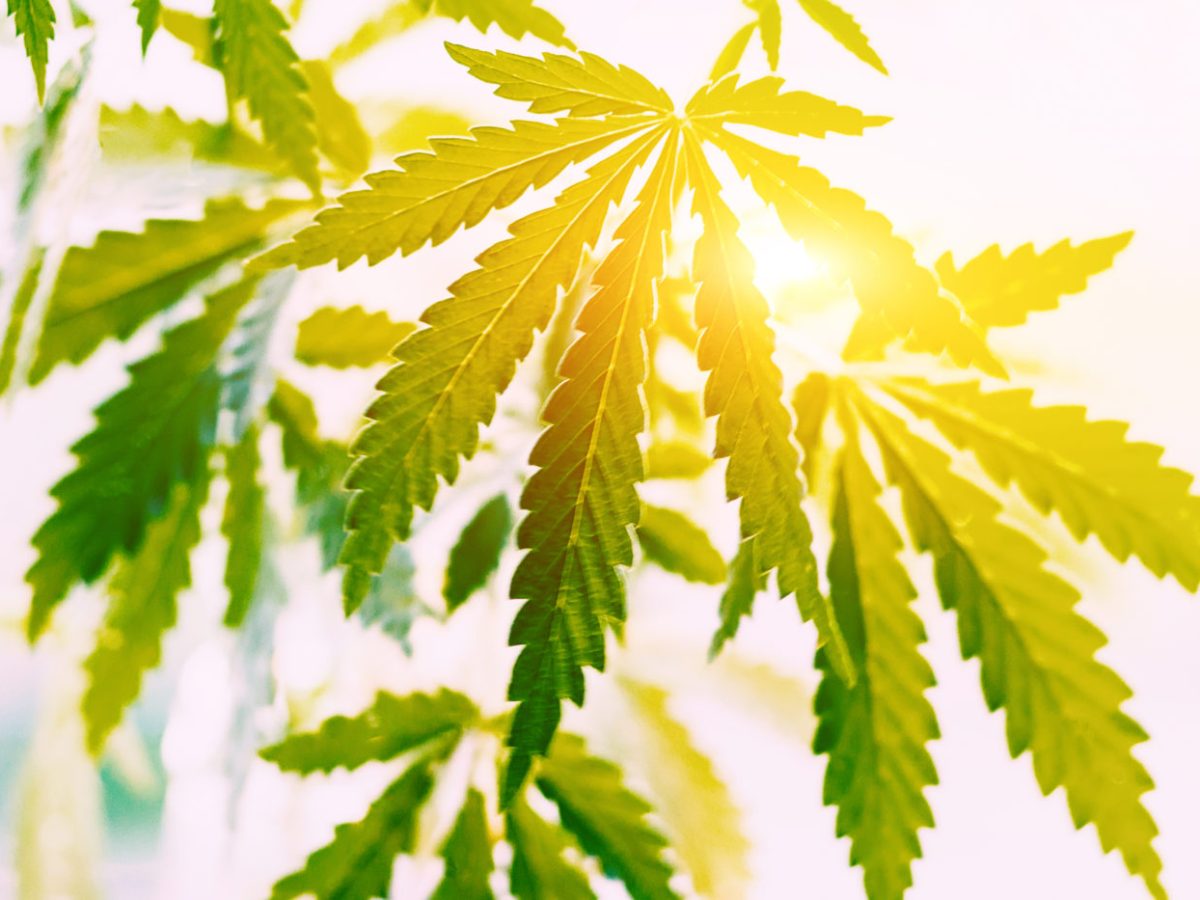 Hemp vs Marijuana